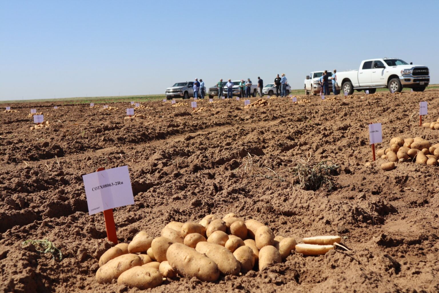 Texas A&M Potato Breeding Program Highlights Market, Varietal
