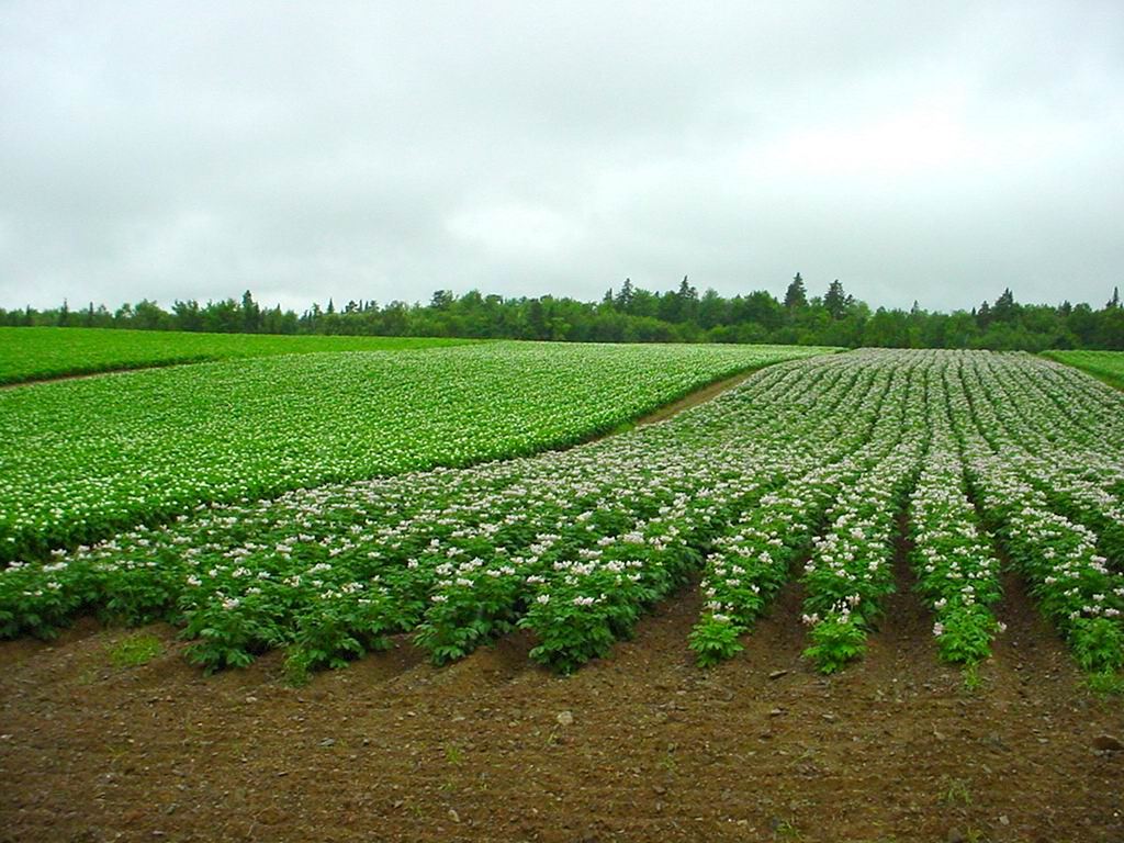 Cover Crops in Nitrogen’s Circle of Life Finding the best nitrogen use