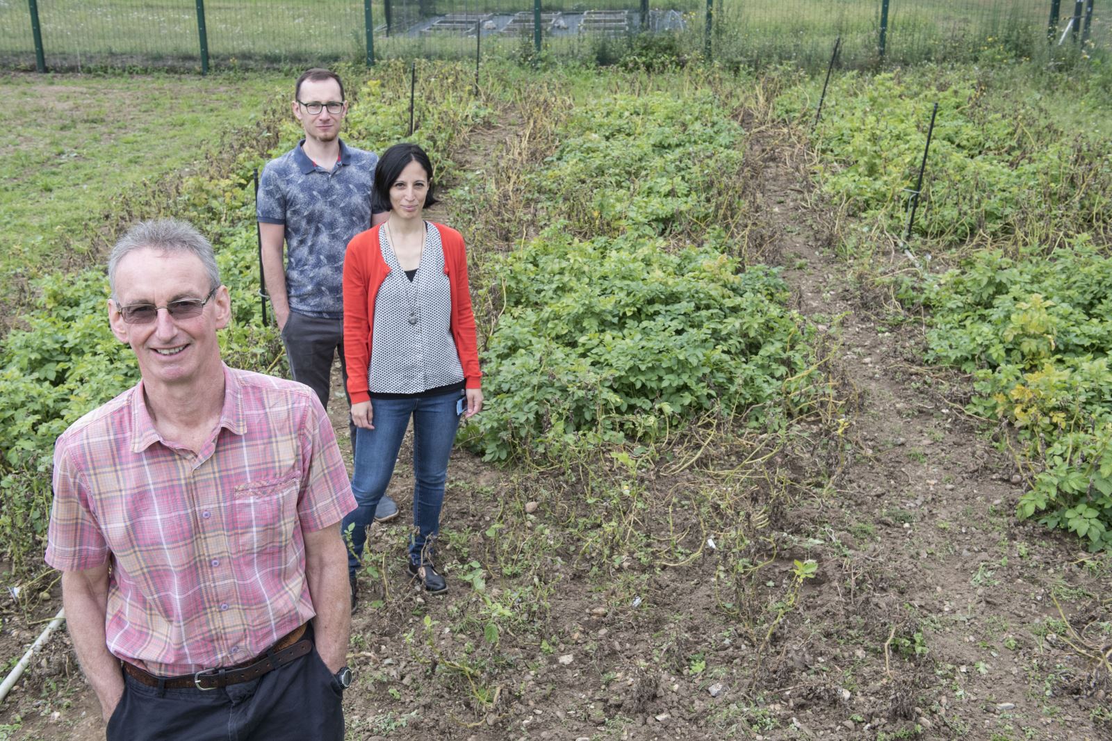 potato late blight fact sheet washington state university potato late blight fact sheet washington state university