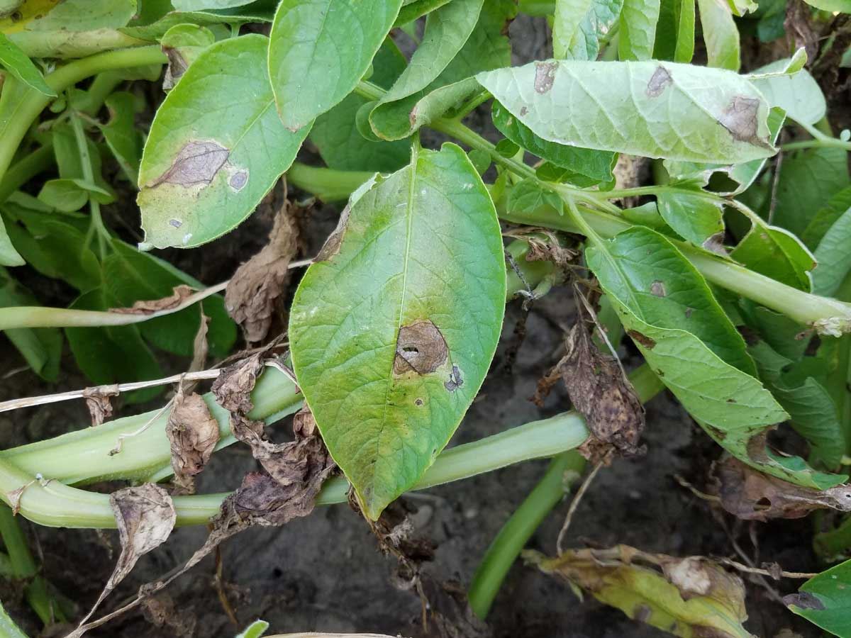 The Right Combination Quantifying control efficacy of early blight