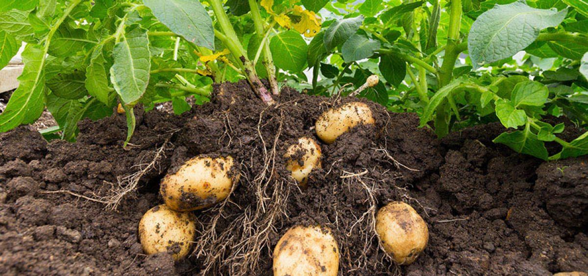 Potatoes Produced Leaves But No Crop Reasons For Low Potato Yields