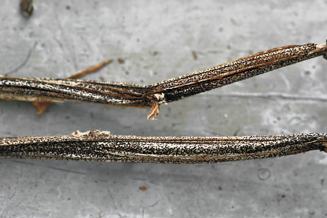 Figure 1: Black dot Sclerotia on dead potato stems