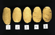 Five russets are compared side-by-side for symtoms of shatter bruise