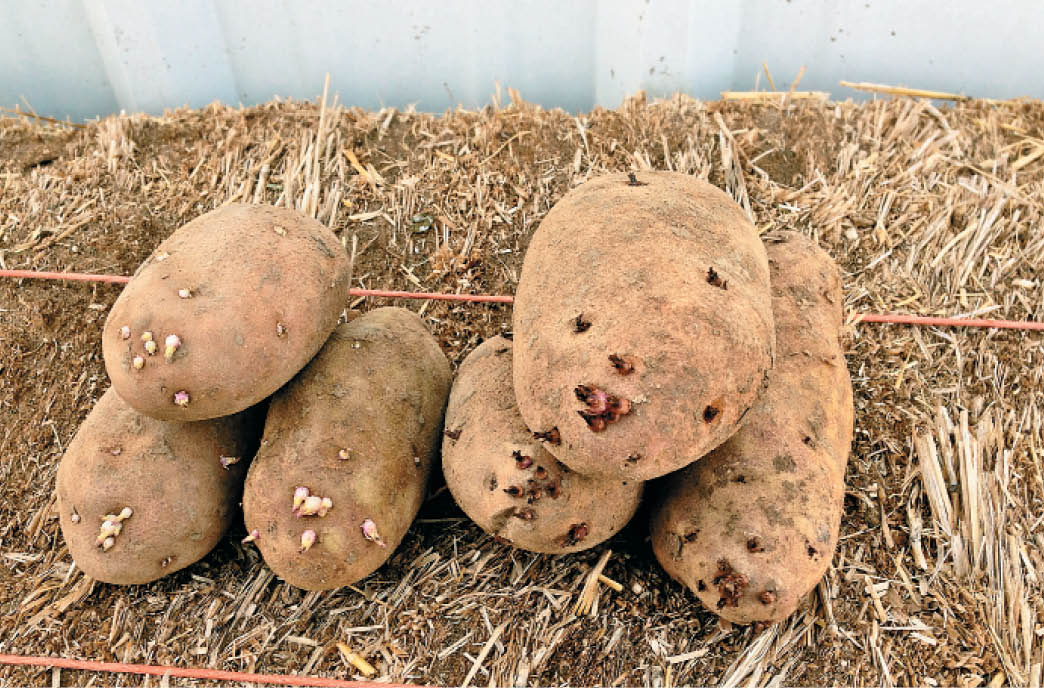 Treated versus untreated potatoes