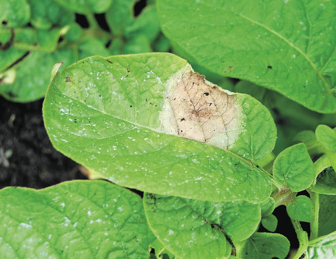 Late blight lesion on a potato leaflet. Photo courtesy of Amanda Gevens