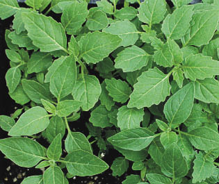 Hairy nightshade plants