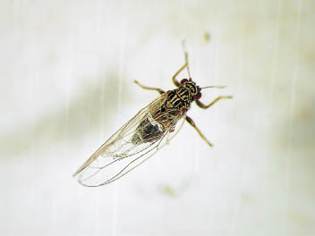 Potato Psyllid adult