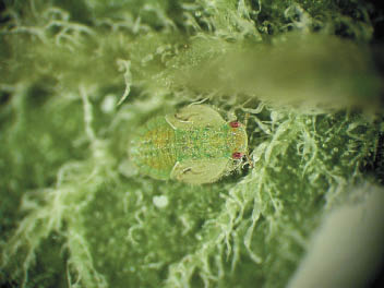 Potato Psyllid nymph