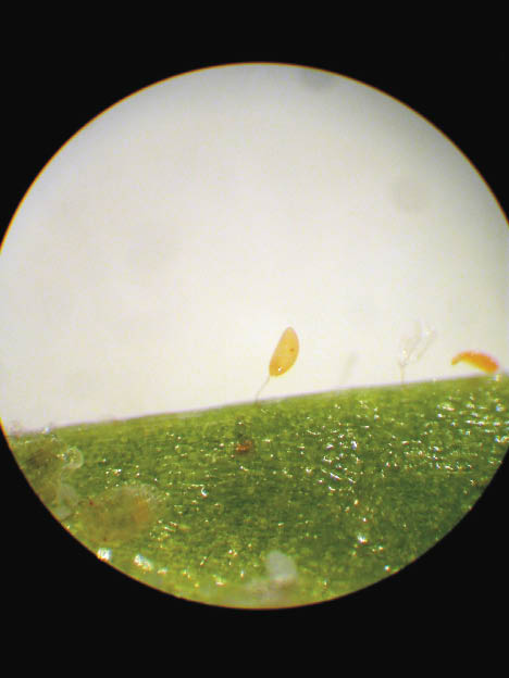 Potato Psyllid egg