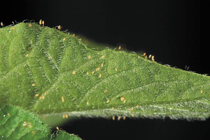 Potato Psyllid eggs