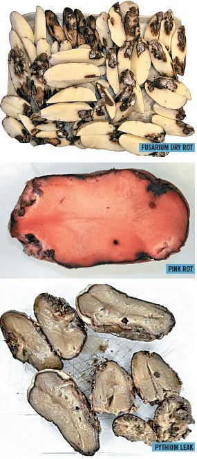 Dry rot, Pink rot, Pythium leak Dry rot, Pink rot, Pythium leak