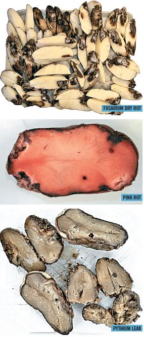 Dry rot, Pink rot, Pythium leak