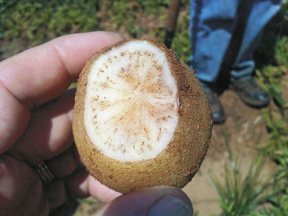 Zebra Chip