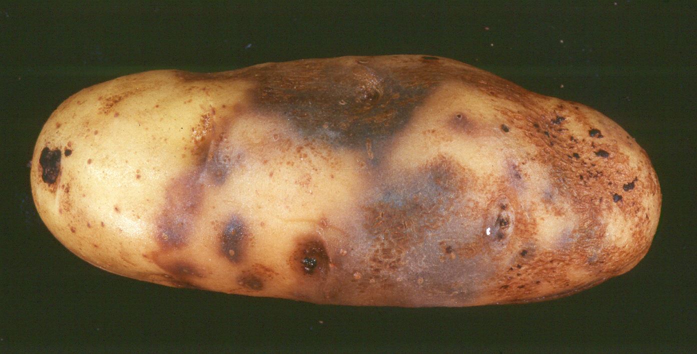 Картофель устойчивый к фитофторозу. Болезнь картофеля фитофтора. Болезни картофеля бактериоз. Фитофтороз картофельная гниль.