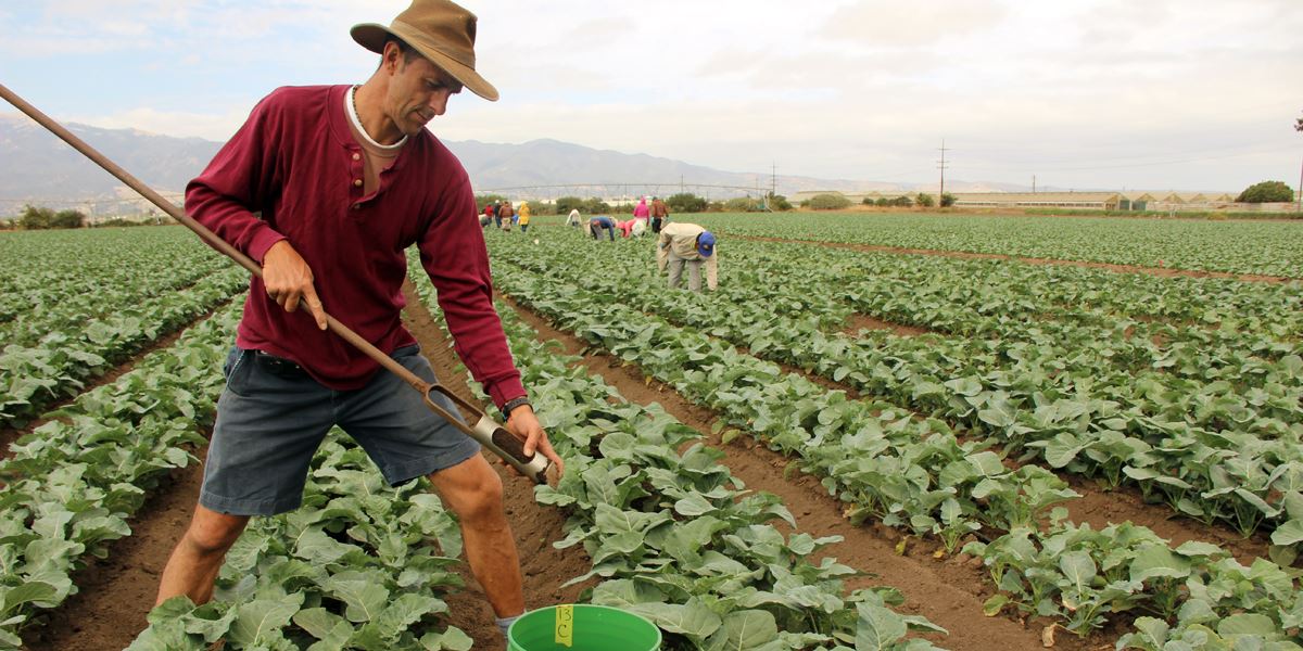 Organic Farming Nurturing Soil Health And Food Safety