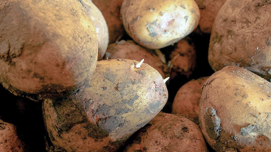 Spearmint Oil in Sprout Control Programs | Potato Grower Magazine