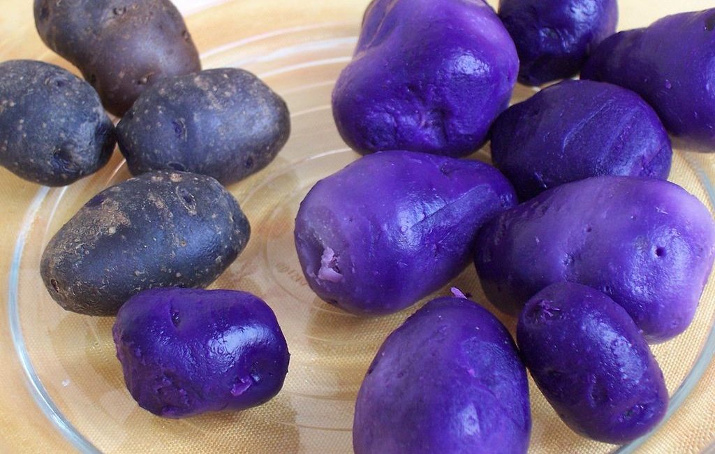 The health benefits of growing purple potatoes